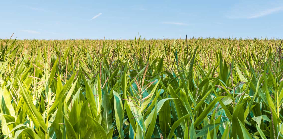 Sotreq investe no agro com representação das marcas Fendt e Valtra